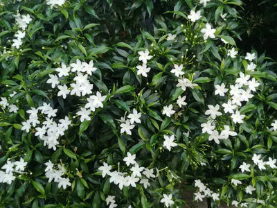 Awakening Nature: Jasmine Tea in the Morning