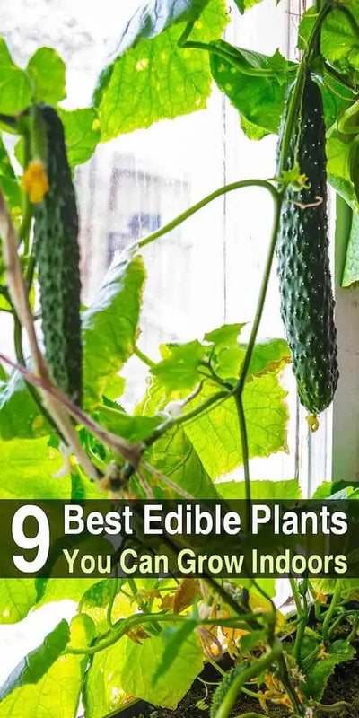 Embrace Indoor Gardening: 9 Edible Plants You Can Cultivate in Small Spaces