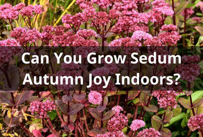 Beautiful Fall Blooms: Orpine Sedum Autumn Joy