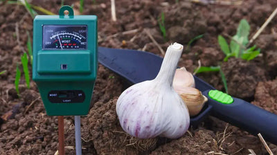 A Beginner’s Guide to Growing Garlic