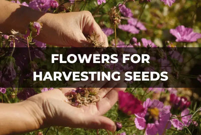 A Beginner’s Guide to Harvesting Flower Seeds