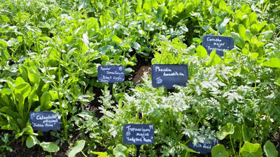 Beginner’s Guide to Herb Gardening