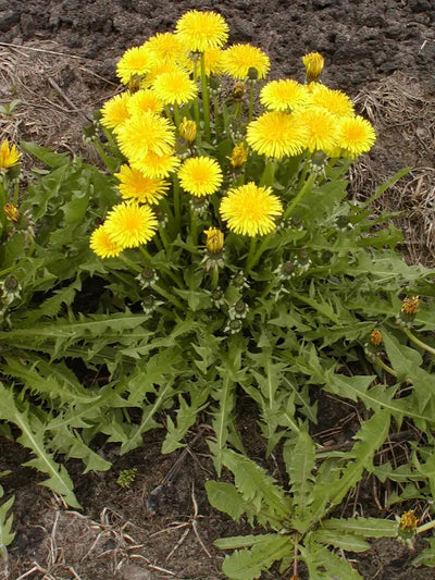 The Benefits of Dandelion