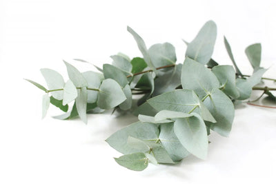 The Benefits of Eucalyptus Leaves