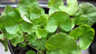 The Benefits of Gotu Kola Tea