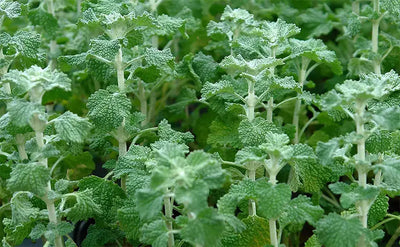 Benefits of Horehound Herb