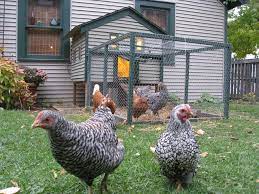 Benefits of Keeping Backyard Chickens