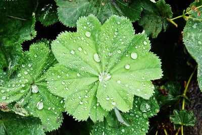 Benefits of Lady’s Mantle for Women’s Health