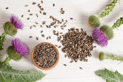 The Benefits of Milk Thistle