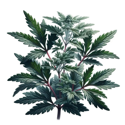 Benefits of Mugwort: Culinary, Medicinal, and Cultural Features