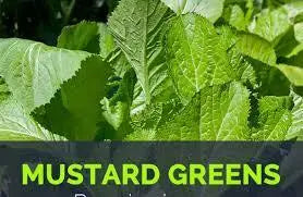 Benefits of Mustard Greens