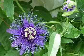 The Benefits of Passionflowers