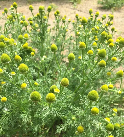 The Benefits of Pineapple Weed