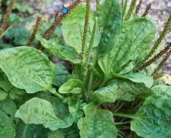 Benefits of Plantain Weed for Your Liver and Skin