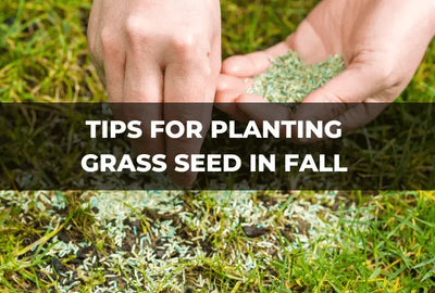 The Benefits of Planting Grass Seed in the Fall