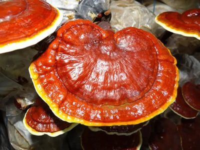 The Benefits of Reishi Mushrooms