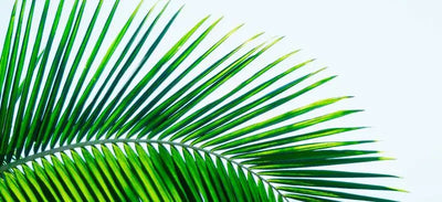 The Benefits of Saw Palmetto