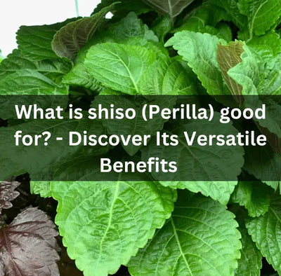 Benefits of Shiso: Nutrition, Uses, and Side Effects