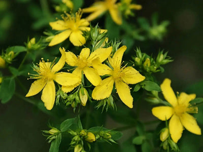 Benefits of St. John’s Wort for Mood Disorders