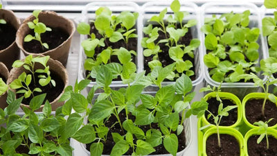 Benefits of Starting Seeds Indoors