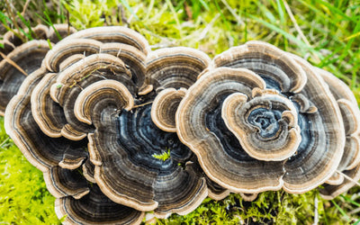 The Benefits of Turkey Tail Mushroom