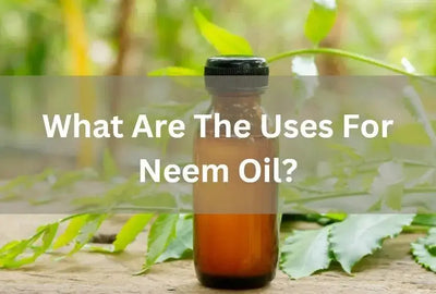 Benefits and Uses of Neem Oil