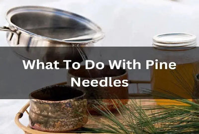 Benefits of Using Pine Needles from Your Garden