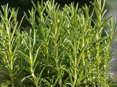 The Benefits of Using Rosemary in Food