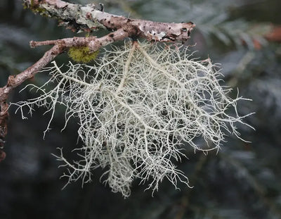 The Benefits of Usnea in Traditional Chinese Medicine