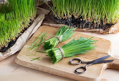 The Benefits of Wheatgrass for Daily Detoxification