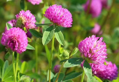 The Benefits of Wild Red Clover