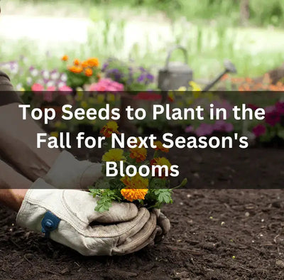 Best Seeds to Plant in Fall for Next Year’s Blooms