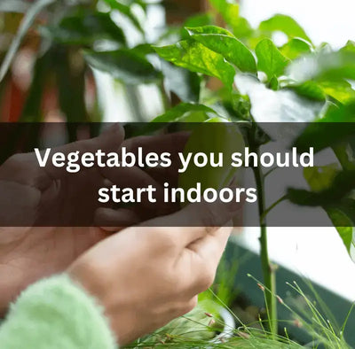 Best Vegetables for Indoor Starting