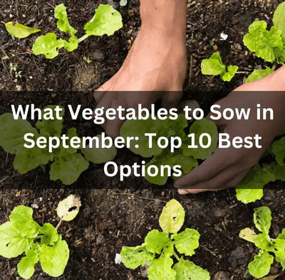 Best Vegetables to Plant in September