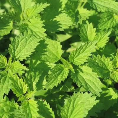 Beware of Stinging Nettle