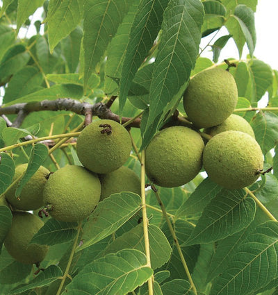 The Ultimate Guide to Black Walnut: Growing, Benefits, and Uses