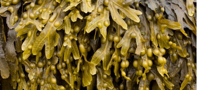 Bladderwrack: An Emerging Thyroid Health Supplement