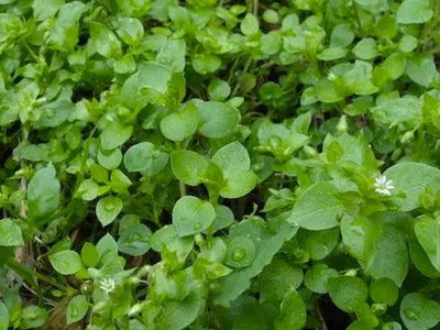 Exploring Wild Edibles and Medicinal Plants: A Closer Look at the Chickweed Plant