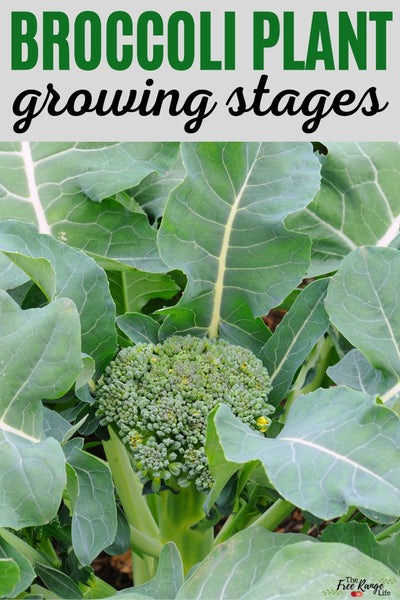 How Broccoli Grows: A Comprehensive Guide from Seed to Harvest