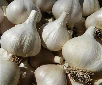 A Seasonal Guide to Growing Garlic in Central Illinois