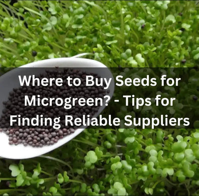 Where to Buy Seeds for Microgreens