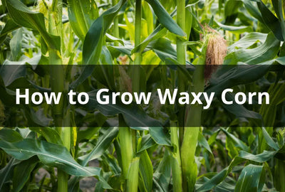 How to Grow Waxy Corn: A Comprehensive Guide for Success