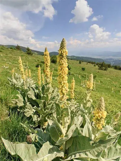 The Calming and Respiratory Benefits of Mullein