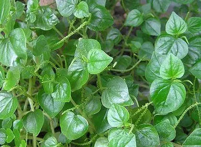 Peperomia Herb Cooking Recipes!