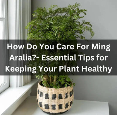 Caring for Ming Aralia