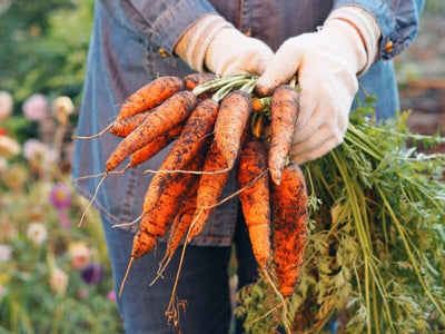 How to Grow Carrots in Containers: Easy, Crunchy Roots Anywhere