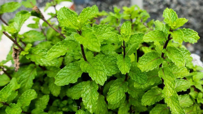 How to Successfully Grow Mint Plants and Tips for Starting Cuttings