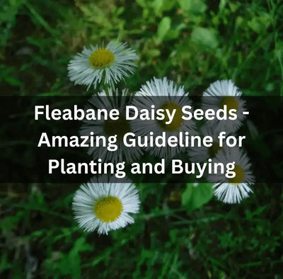 The Charm of Fleabane Daisy