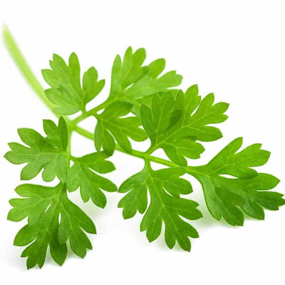 Chervil: The Versatile French Herb