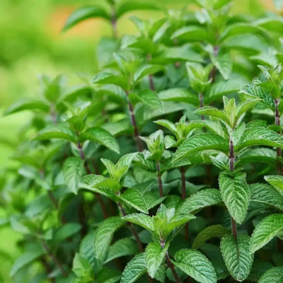 Mint Leaves: A Comprehensive Guide to Benefits, Uses, and Home Cultivation